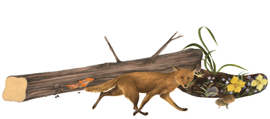 Secret Society of Books